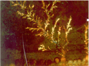 interconnect reliability