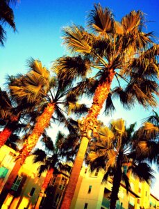 Silicon Valley Palms