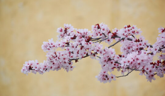 Cherry Blossoms